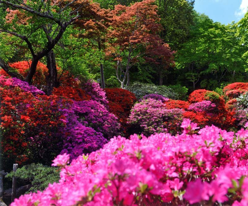 🌸 꽃과 역사의 고향 뱀의 코 (하나토레키시노사토 자노하나) 이미지 16